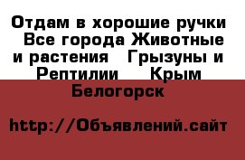 Отдам в хорошие ручки - Все города Животные и растения » Грызуны и Рептилии   . Крым,Белогорск